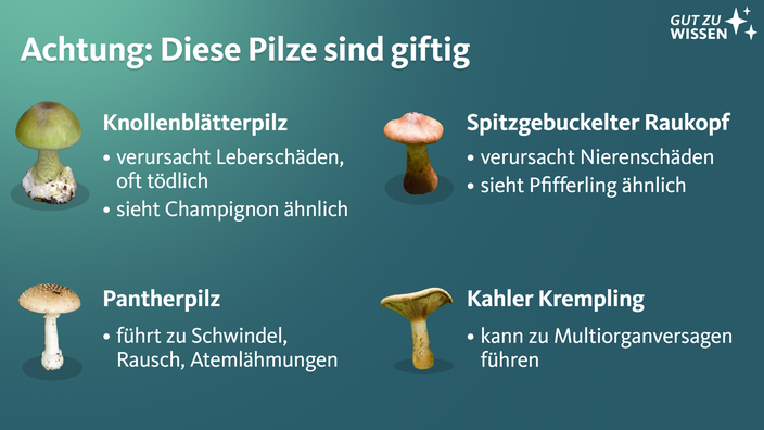 Darstellung giftiger Pilzarten 