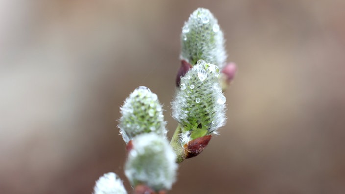 Regentropfen auf den Blüten einer Salweide