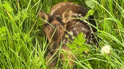 Ein Rehkitz liegt versteckt in der Wiese 
