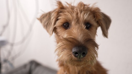 Hund nah vor weißem Hintergrund