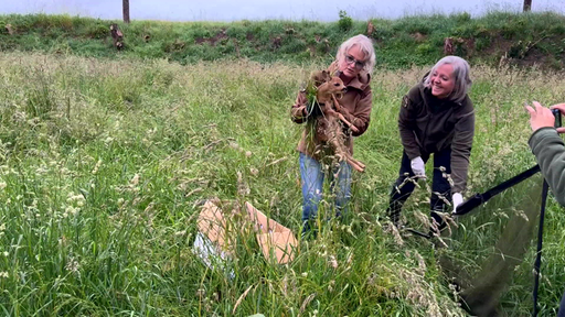 Zwei Frauen stehen in einem Feld und heben ein Rehkitz in eine Kiste.