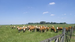 Rinder stehen auf einer Weide unter blauem Himmel