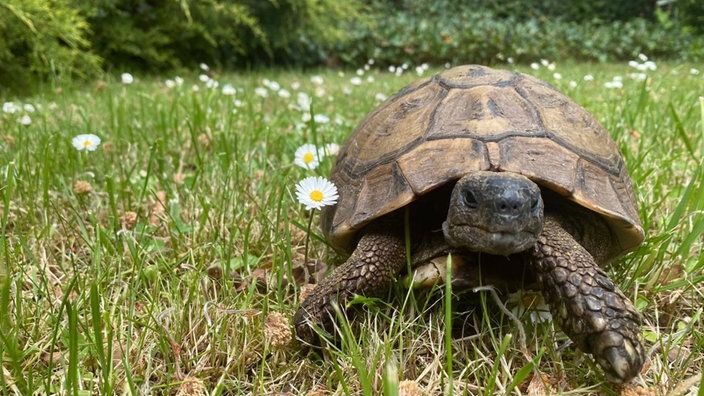 Die über 100 Jahre alte Schildkröte Tomy lebt in Köln Lindenthal