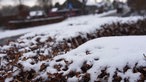 Nur wenige Pflanzen schauen noch aus der Schneedecke in Monschau hervor