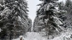 Schneebedeckte Tannen in einem Waldstück im Kreis Höxter