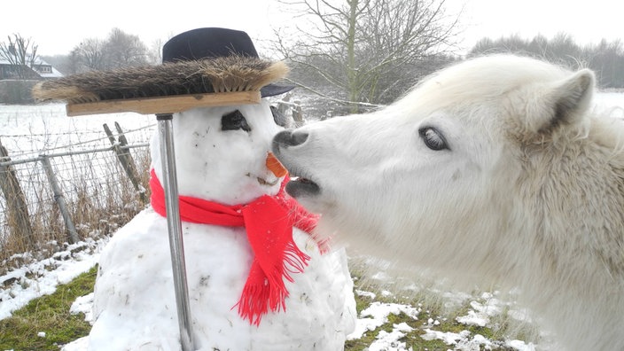 Ein Pony versucht die Nase eines Schneemanns zu fressen