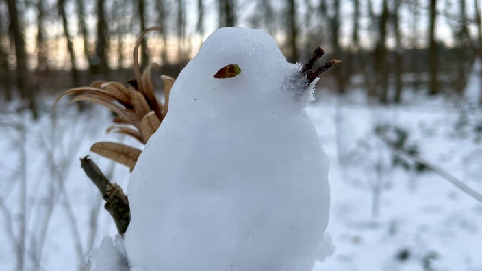 Ein kleiner Schneevogel genießt den Winter.