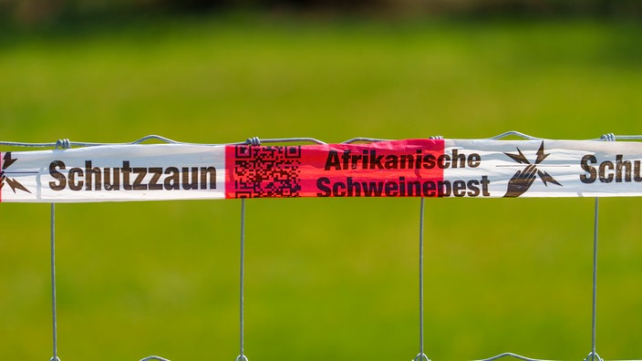 Zaun gegen die Afrikanische Schweinepest