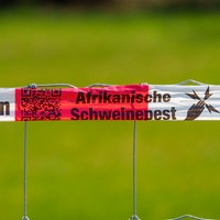 Zaun gegen die Afrikanische Schweinepest