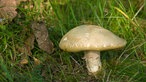 Ein Sommersteinpilz auf einer Waldwiese