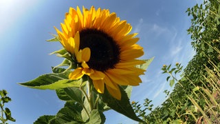 Eine Sonnenblume steht bei strahlener Sonne auf einem Feld 