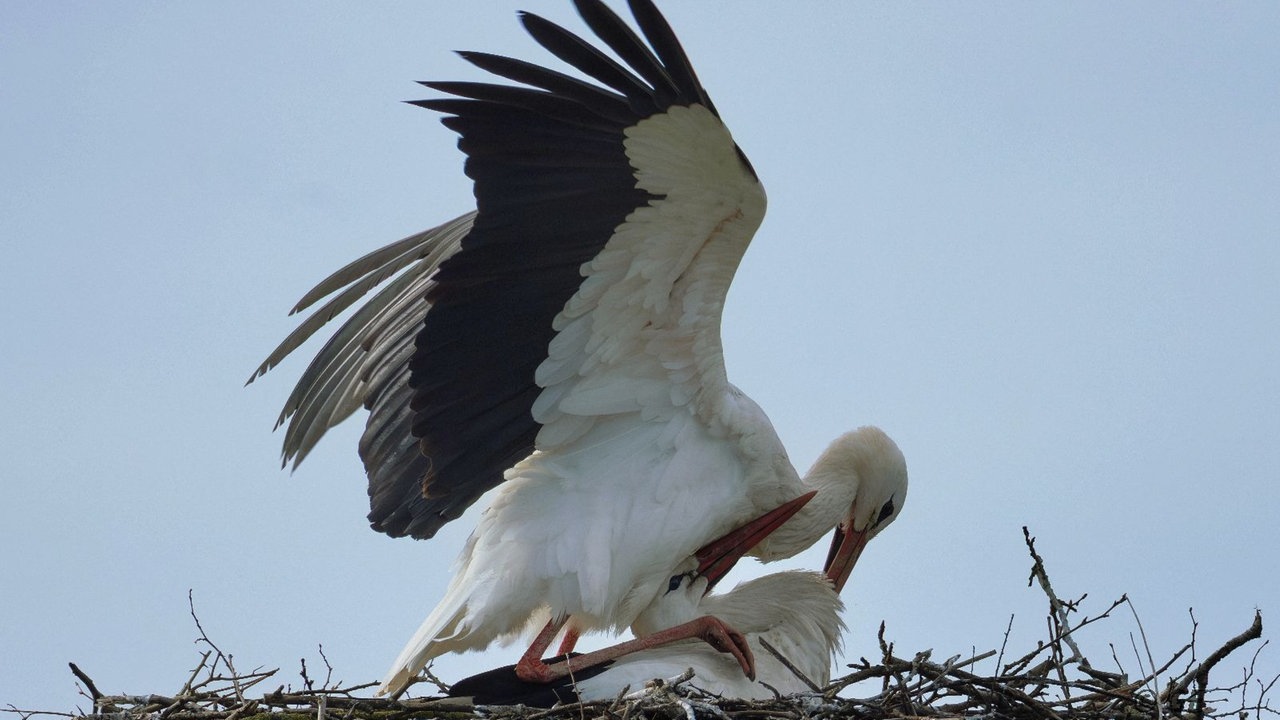 Zwei Störche im Nest 
