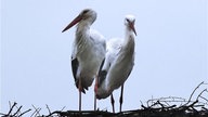 Störche im Nest 