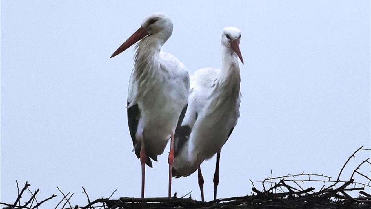 Störche im Nest 