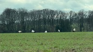 Mehrere Störche auf einem Feld