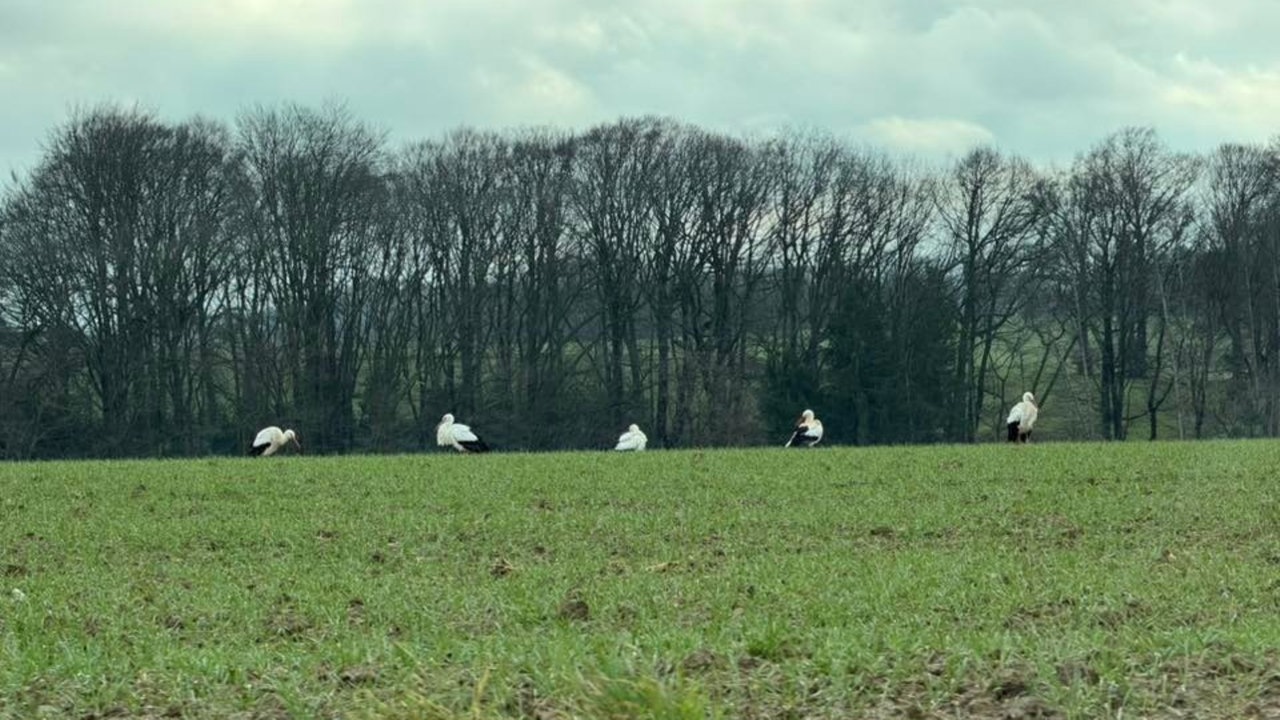 Mehrere Störche auf einem Feld