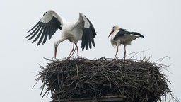 Störche auf einem Nest