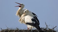 Zwei Störche im Nest