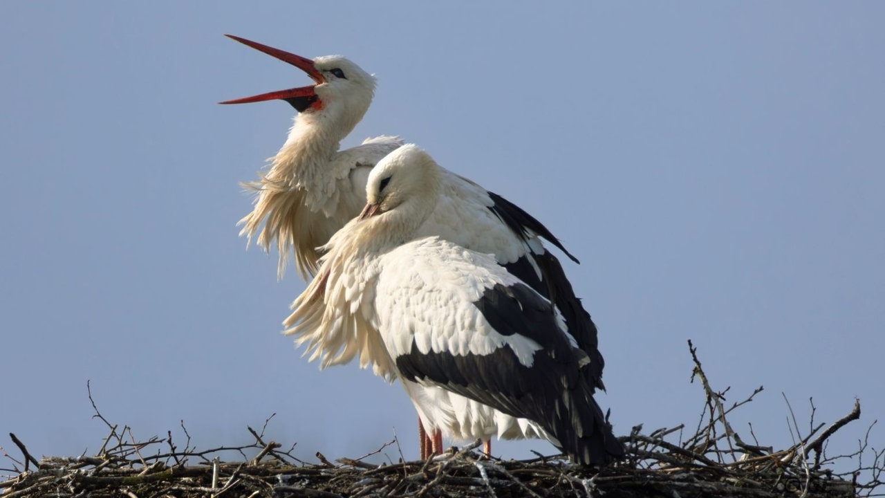 Zwei Störche im Nest