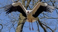Fliegender Storch vor blauem Himmel 