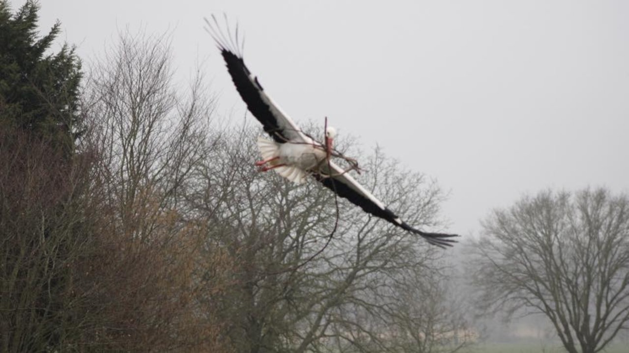 Fliegender Storch mit Stöcken im Schnabel 