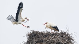 Ein Storch fliegt auf sein Nest zu