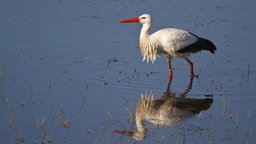 Ein Storch geht durch ein Gewässer