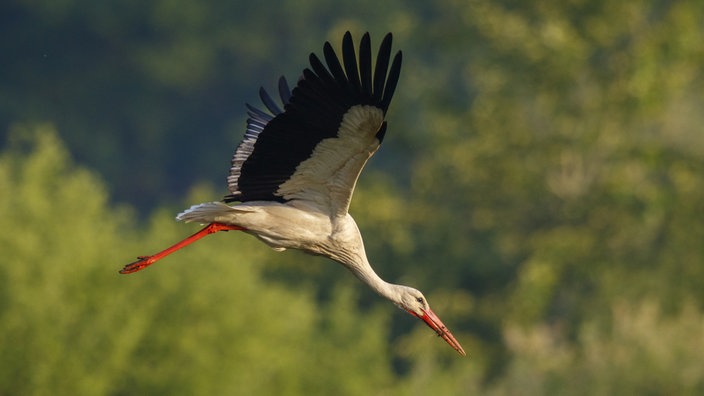 Ein Storch im Flug