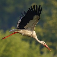 Ein Storch im Flug