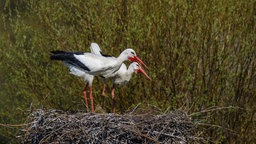 2 Störche in ihrem Nest