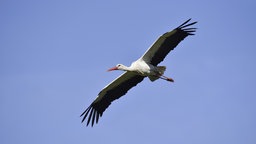 Ein Storch gleitet durch die Luft