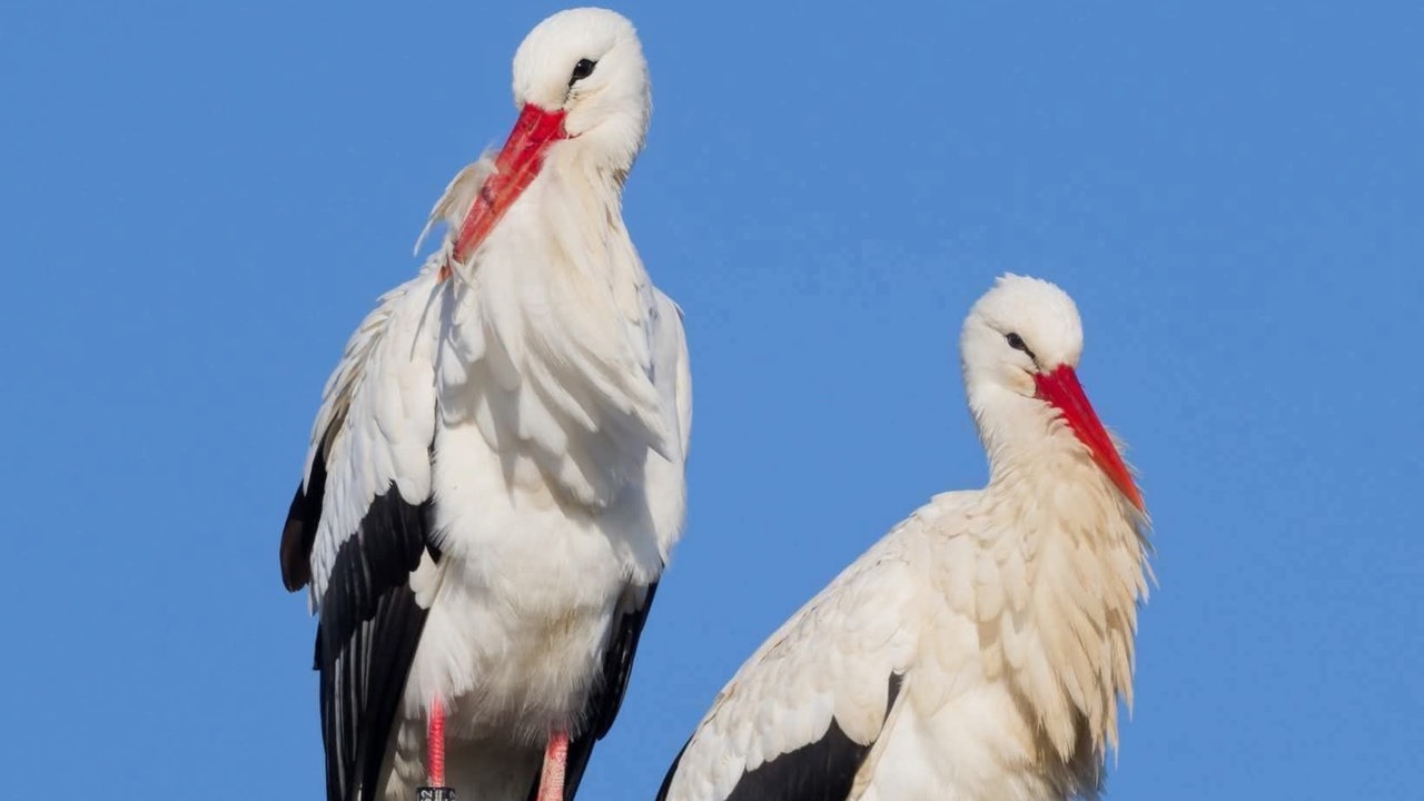 Zwei Störche in Nahaufnahme vor blauem Himmel 