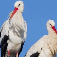 Zwei Störche in Nahaufnahme vor blauem Himmel 