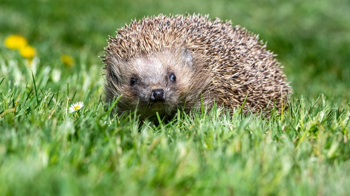 Ein Igel im Gras