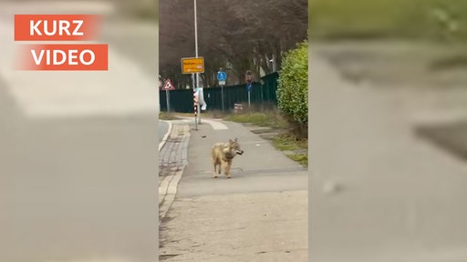Wolf am Straßenrand 
