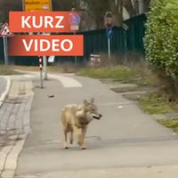 Wolf am Straßenrand 