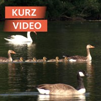 Schwäne und Enten auf Gewässer