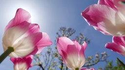 Tuppen vor blauem Himmel