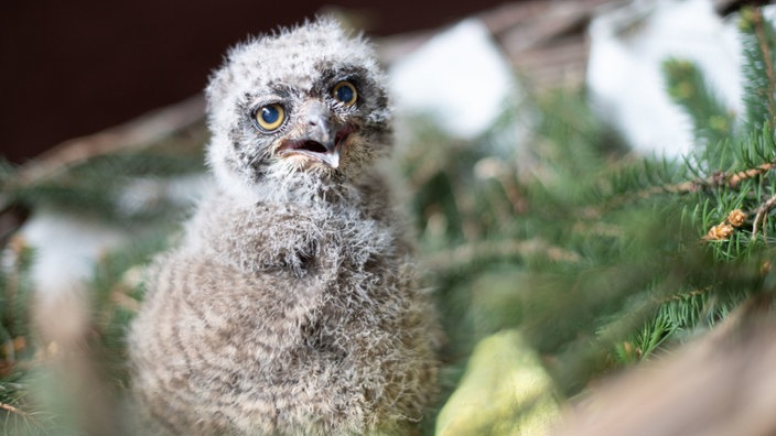 Ein Uhu-Junges sitzt in seinem Nest