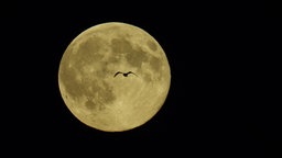 Ein gelblich erscheinender Vollmond, an dem ein Vogel vorbeifliegt