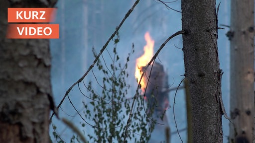 Baumstamm brennt in Arnsberger Wald