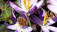 Biene auf einem Krokus