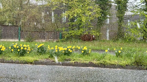 Gelbe Blumen am Straßenrand werden von Hagel überschüttet