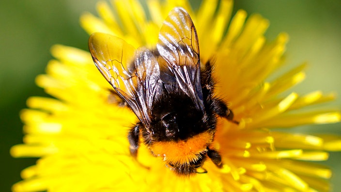 Eine Wildbiene sitzt auf einer Löwenzahn-Blume