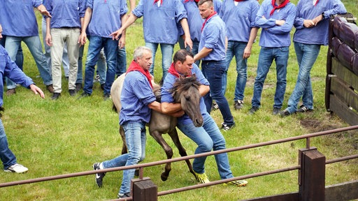 Zwei Männer halten ein Wildpferd fest