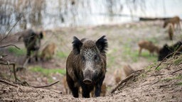 Wildschwein-Horde im Wald