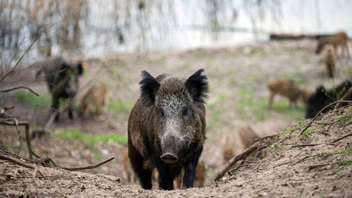 Wildschwein-Horde im Wald