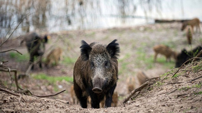 Wildschwein-Horde im Wald