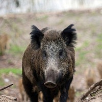 Wildschwein-Horde im Wald