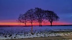 Rot gefärbter Himmel und einsame, eingeschneite Baum